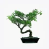 product-image-2_optimized Bonsai