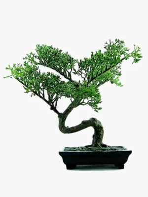 Bonsai