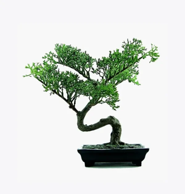product-image-2_optimized Bonsai